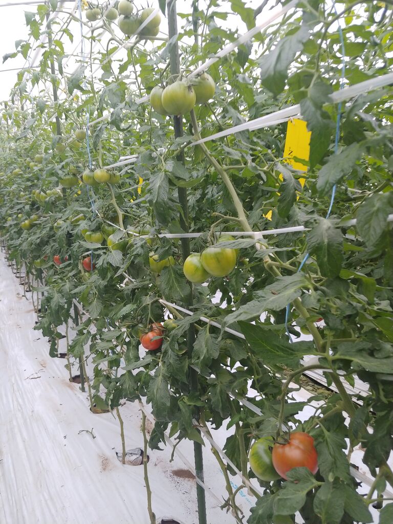 佐賀研修 トマト農家の南島原no 1を目指す栽培日誌