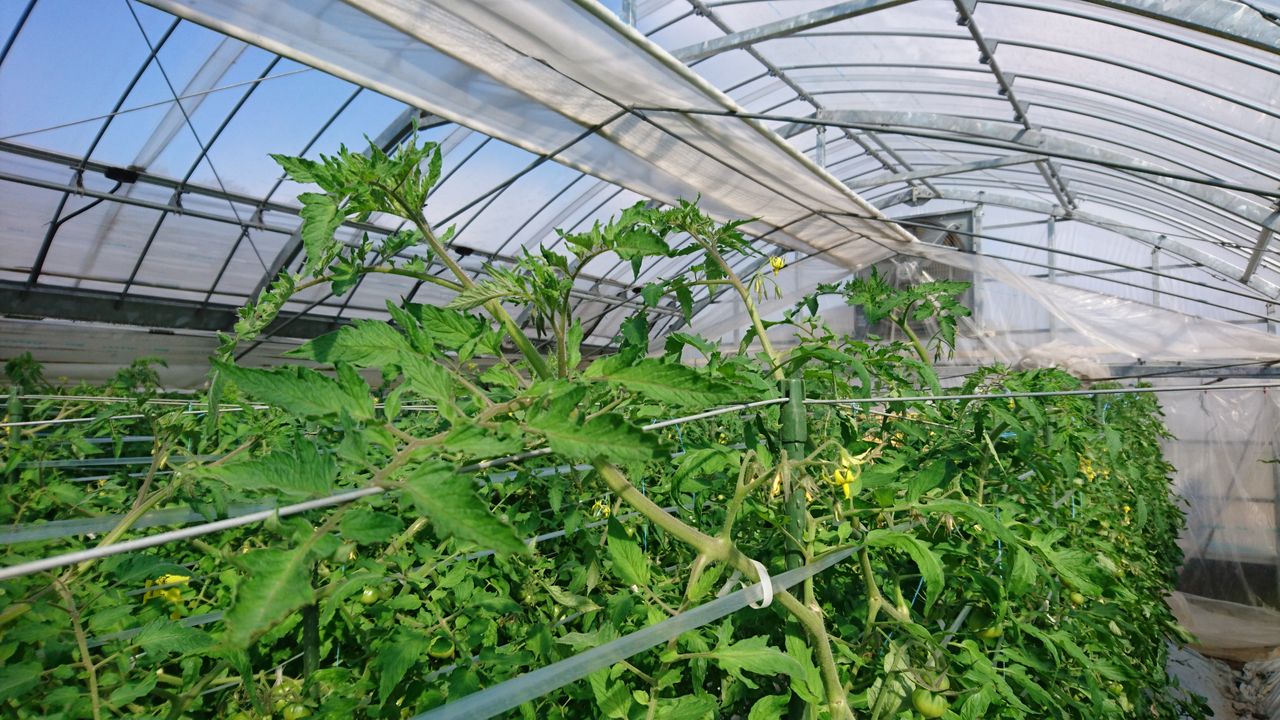 灰色かび病対策 病気の葉取りには 重曹 トマト農家の南島原no 1を目指す栽培日誌