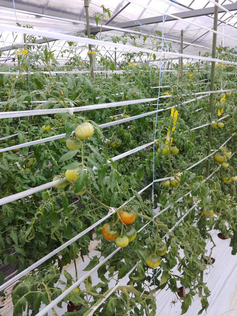 フルーツトマト順調に出荷 曇天注意報 トマト農家の南島原no 1を目指す栽培日誌