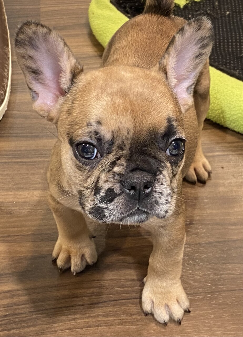 仔犬紹介】フレブルさん🐶 : 長野県 上田市 ペットショップ ワンラブ