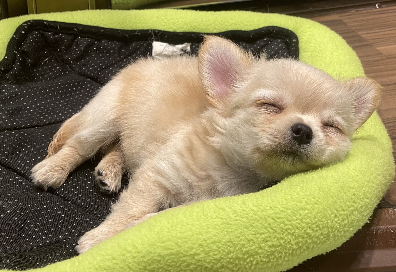 天使の寝顔男子とキリッと顔の女子 長野県 上田市 ペットショップ ワンラブ アリオ上田店ブログ