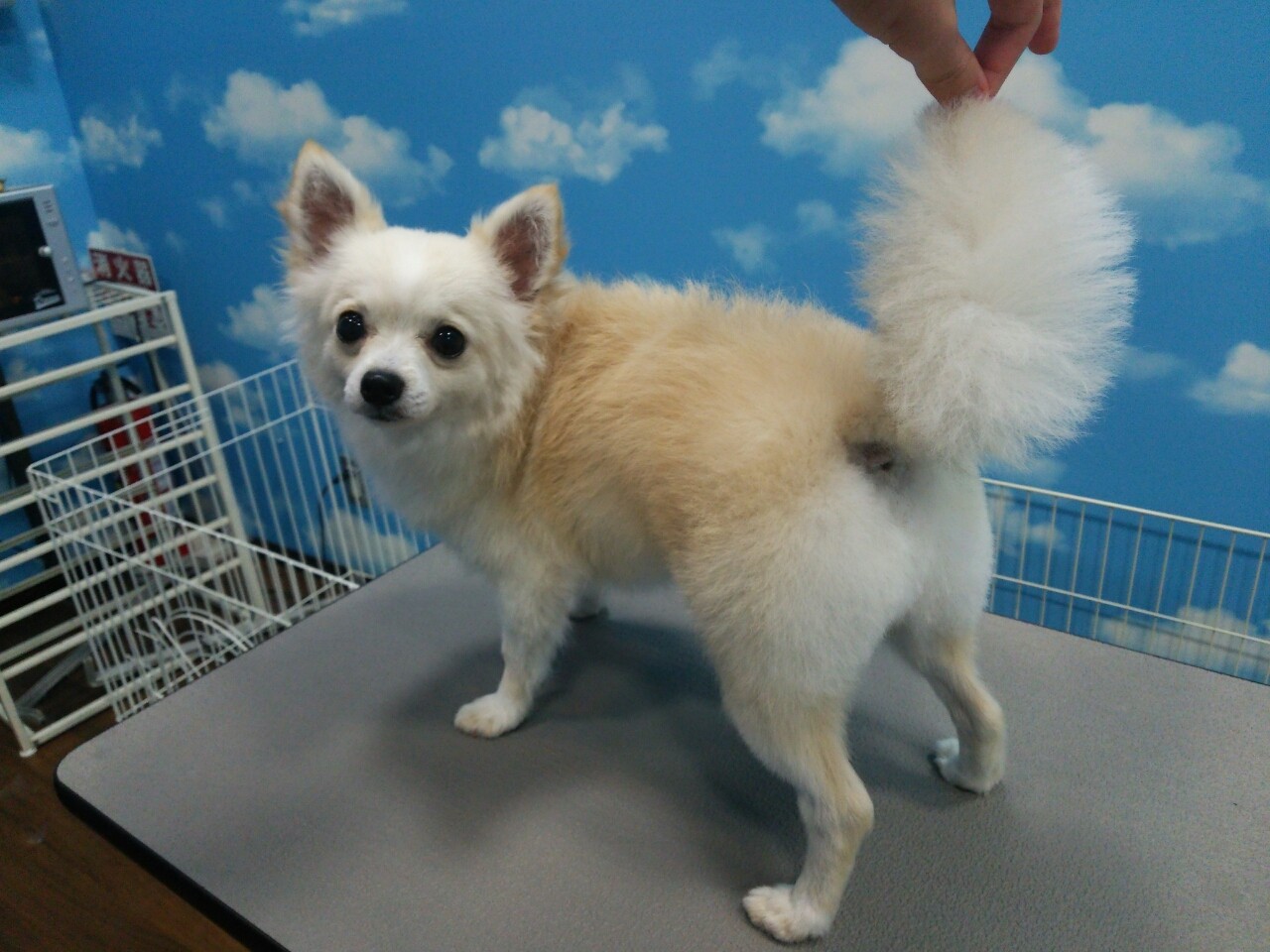 ポメチー シャンプーセット 部分カット アリオ上田店 堀内 長野県 上田市 ペットショップ ワンラブ アリオ上田店ブログ