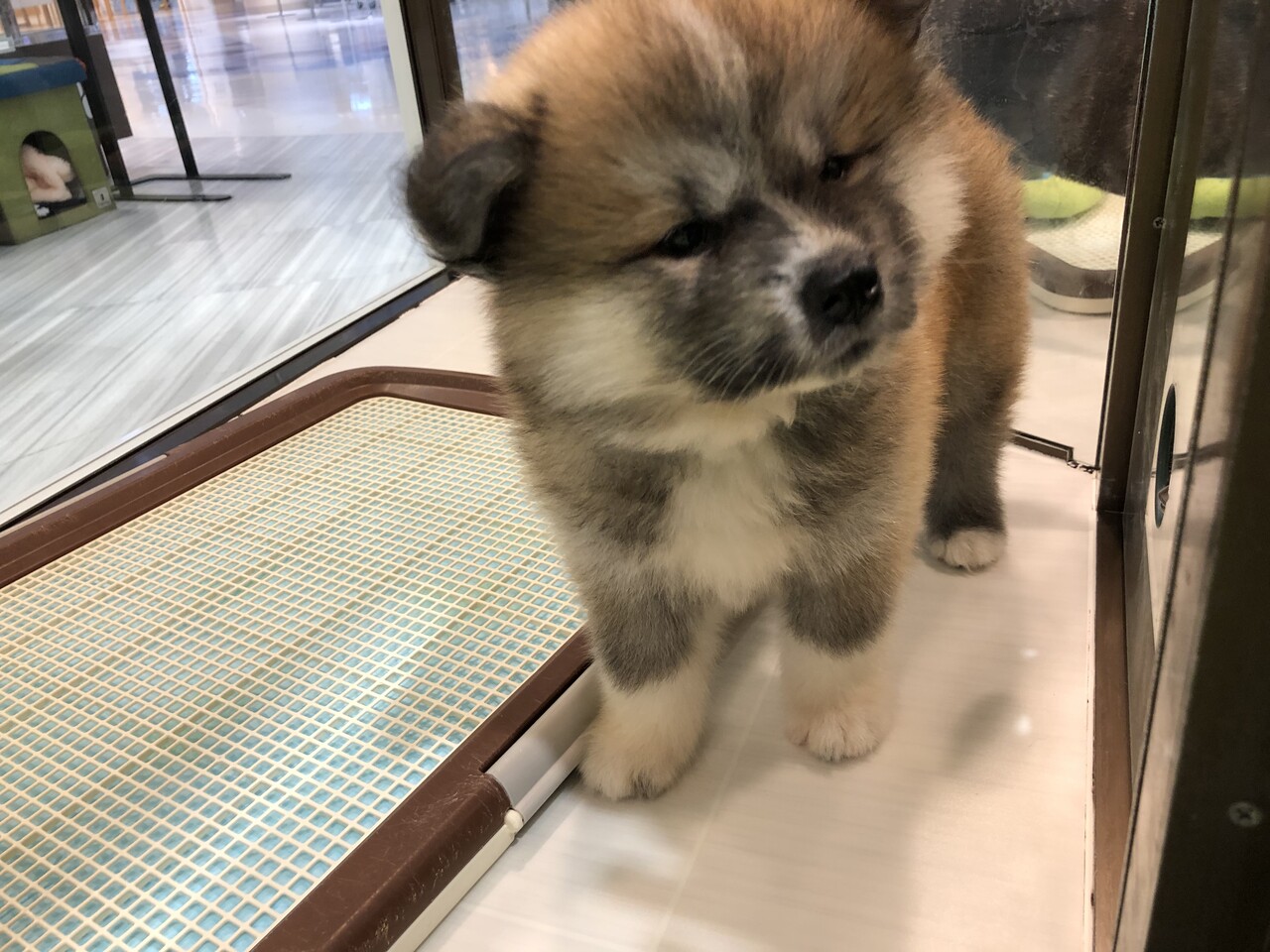 秋田犬 長野県 上田市 ペットショップ ワンラブ アリオ上田店ブログ 秋田犬 長野県 上田市 ペットショップ ワンラブ アリオ上田店ブログ