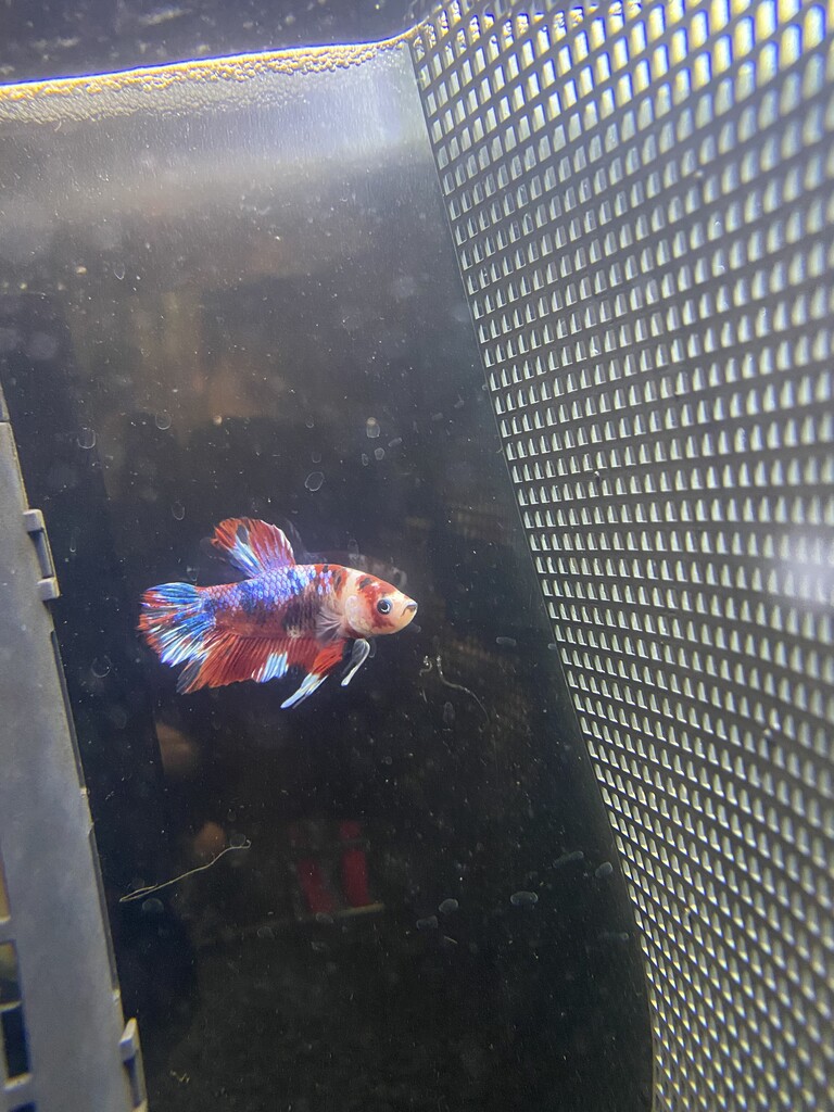熱帯魚 ベタ 長野県 上田市 ペットショップ ワンラブ アリオ上田店ブログ