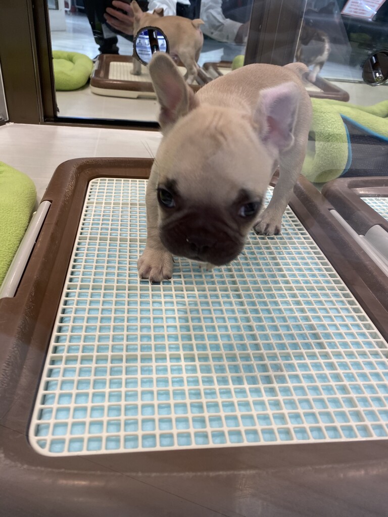 フレンチブルドッグ 長野県 上田市 ペットショップ ワンラブ アリオ上田店ブログ