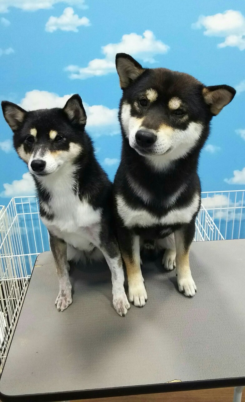 柴犬 シャンプーセット部分カット アリオ上田店 堀内 長野県 上田市 ペットショップ ワンラブ アリオ上田店ブログ 柴犬 シャンプーセット部分カット アリオ上田店 堀内 長野県 上田市 ペットショップ ワンラブ アリオ上田店ブログ