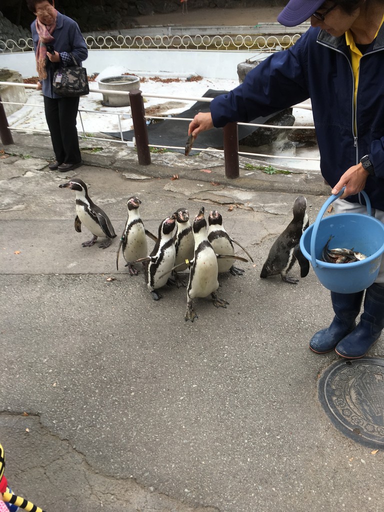 ペンギンさん 長野県 上田市 ペットショップ ワンラブ アリオ上田店ブログ ペンギンさん 長野県 上田市 ペットショップ ワンラブ アリオ上田店ブログ