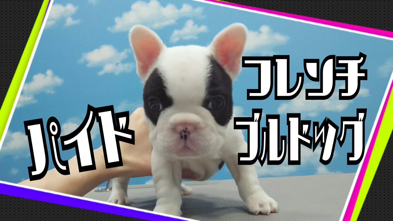 子犬番号8 フレンチ ブルドッグ お手入れセット アリオ上田店 堀内 長野県 上田市 ペットショップ ワンラブ アリオ上田店ブログ