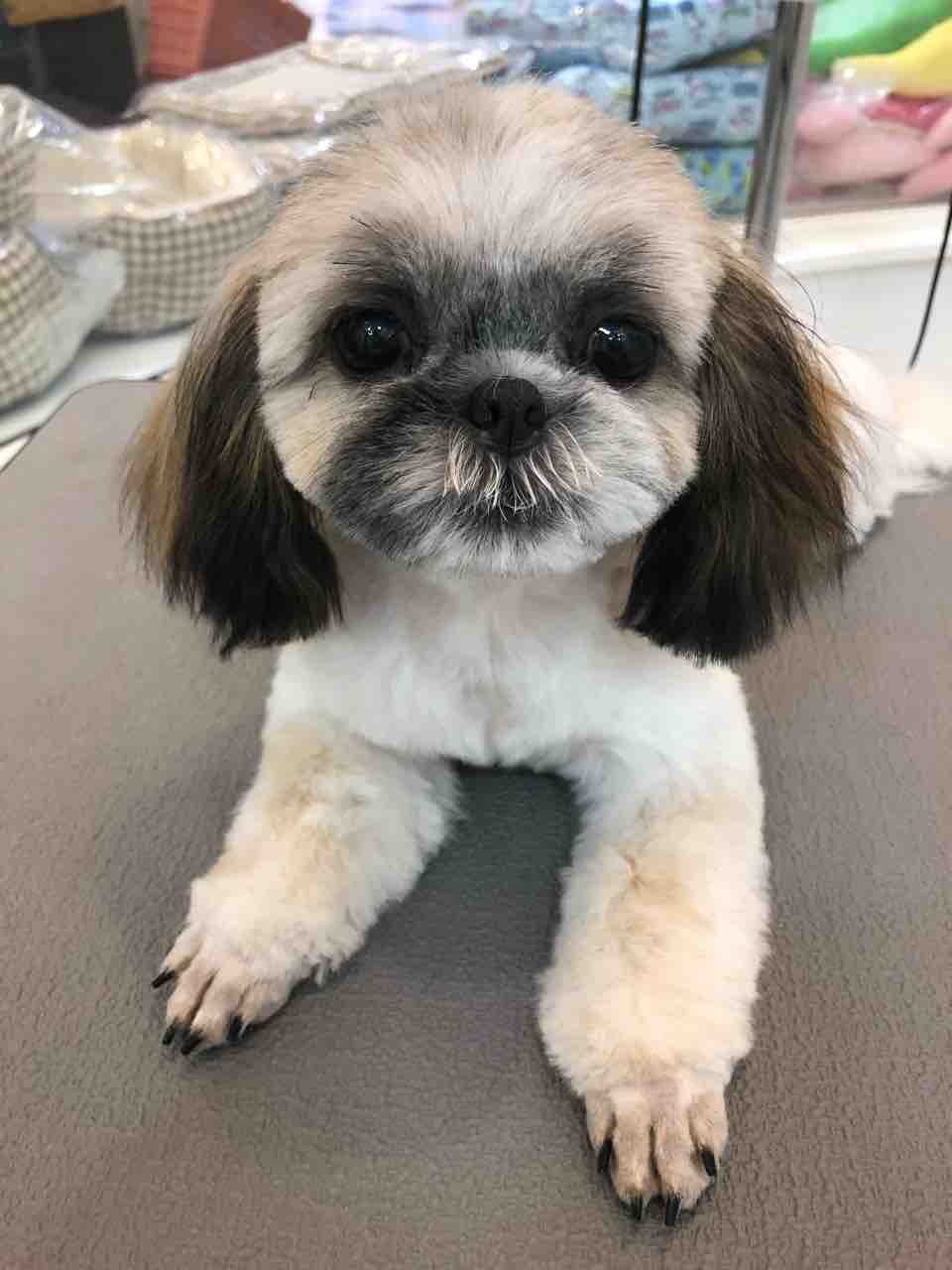 シーズー シャンプーカット アリオ上田店 小林 長野県 上田市 ペットショップ ワンラブ アリオ上田店ブログ