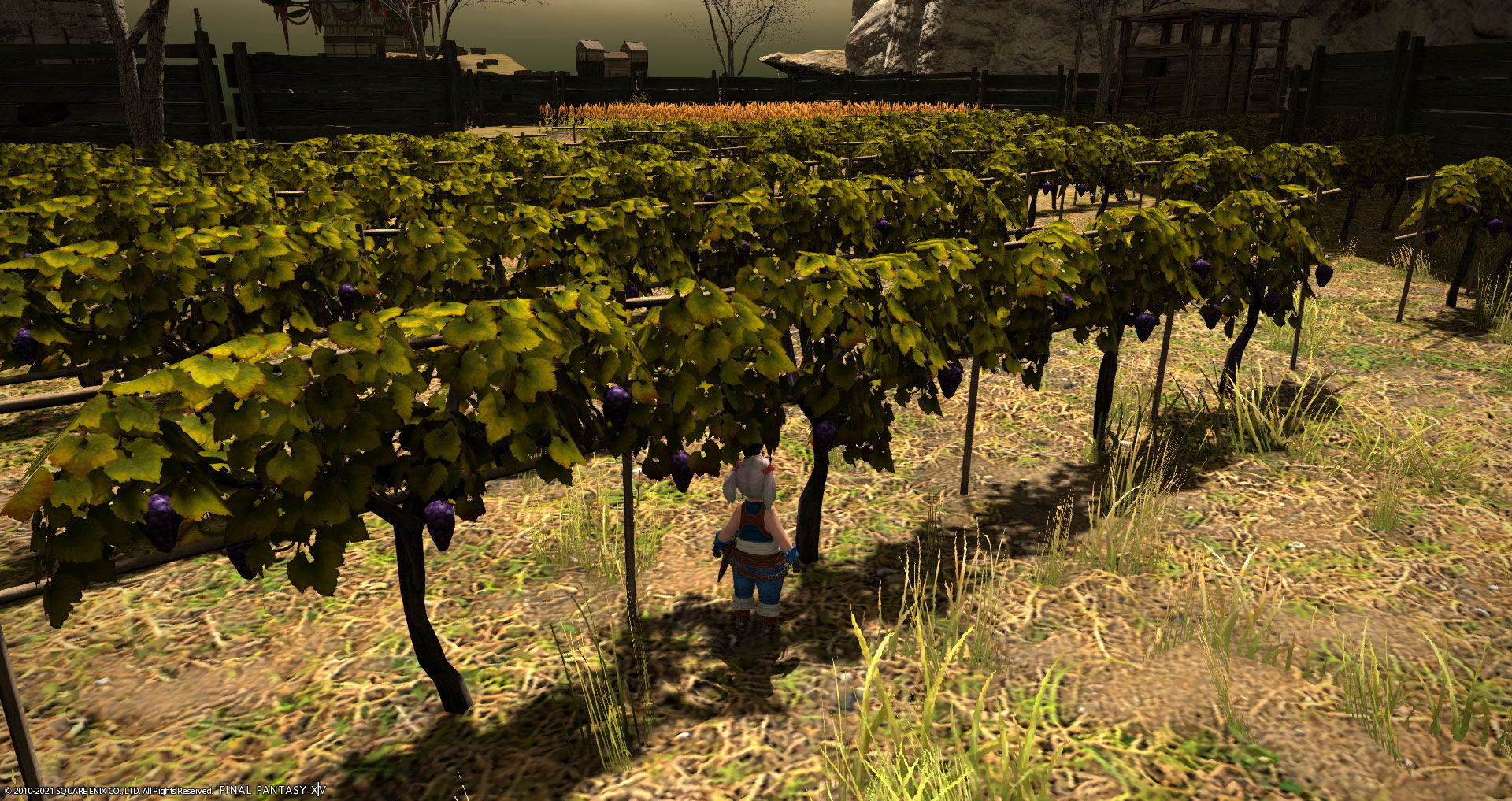 Ff14 コルシア島の素敵なぶどう畑を散策しましたヾ ﾉ レベル７０ ありさ日記