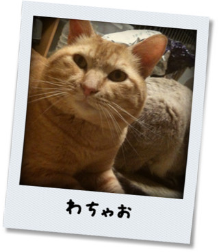 kako-kIdogY6HP0Uug12Z