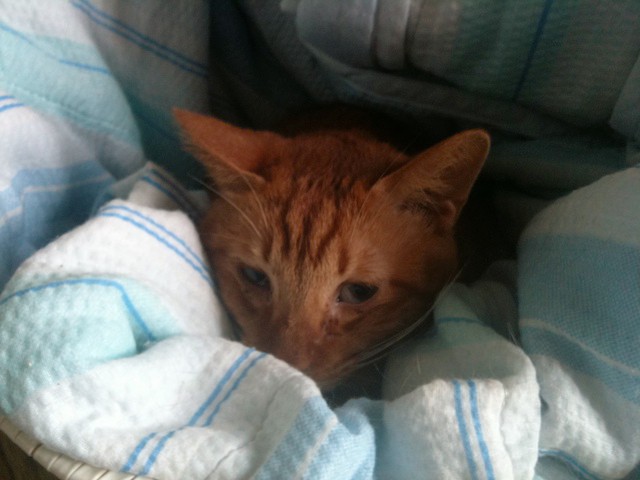 �Ϥ�����