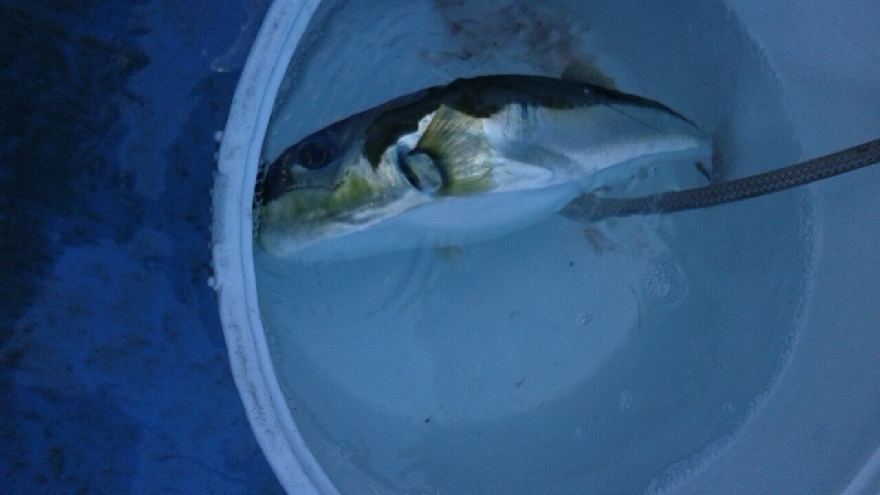 21年2月28日 東京湾トラフグ 有栖川おでこの釣り日記 21年2月28日 東京湾トラフグ 有栖川おでこの釣り日記