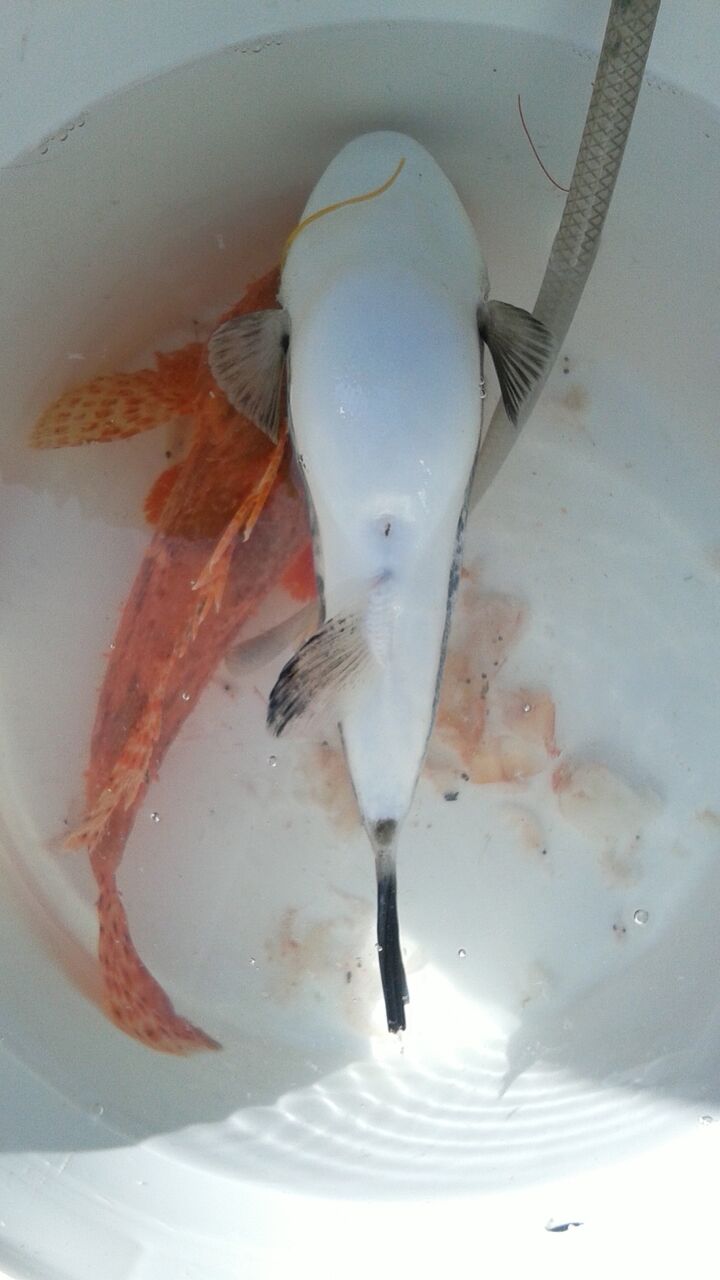 21年2月28日 東京湾トラフグ 有栖川おでこの釣り日記