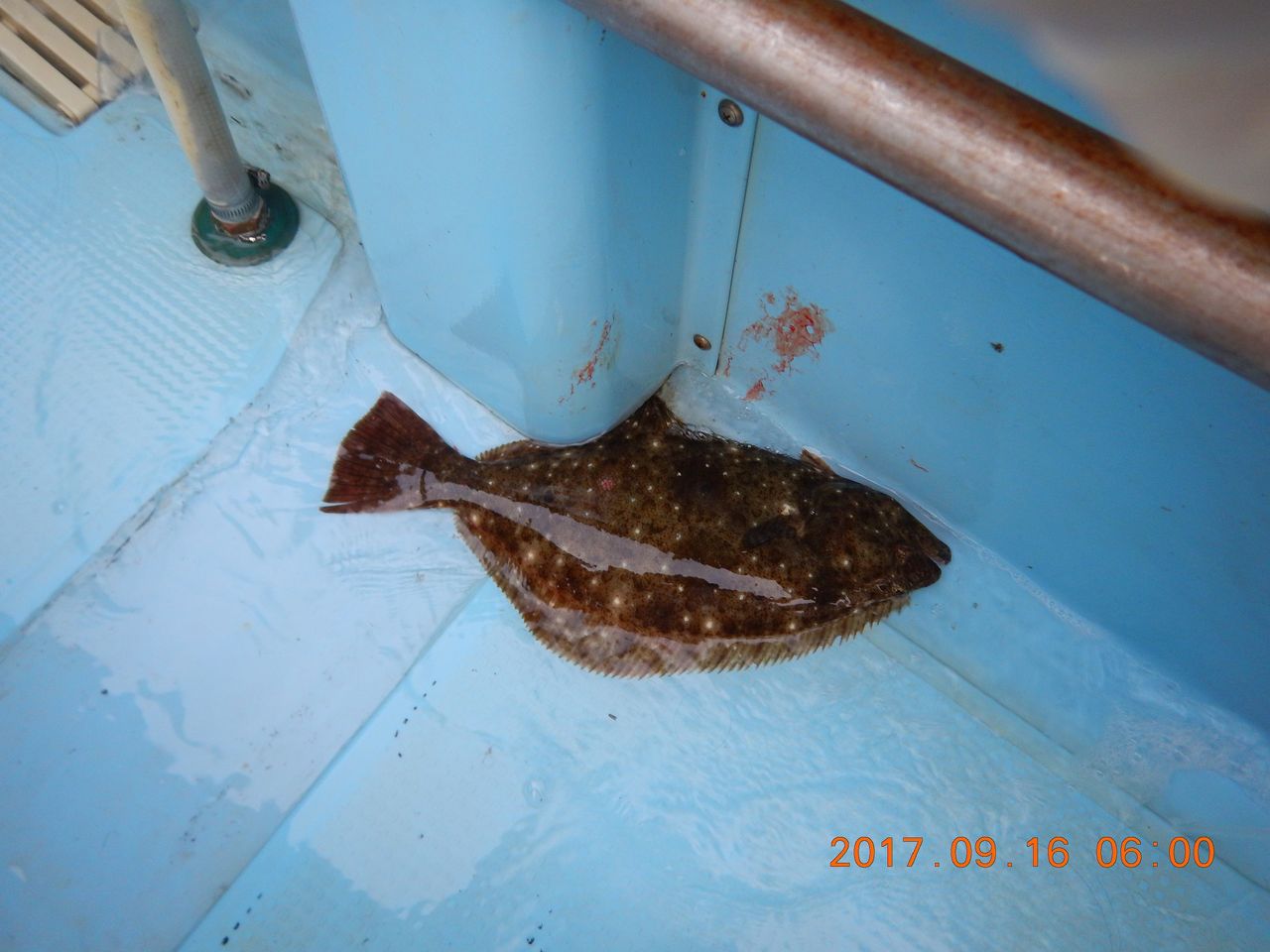 17年９月16日正一のヒラメ 有栖川おでこの釣り日記