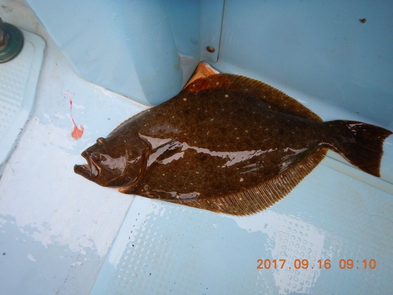 17年９月16日正一のヒラメ 有栖川おでこの釣り日記