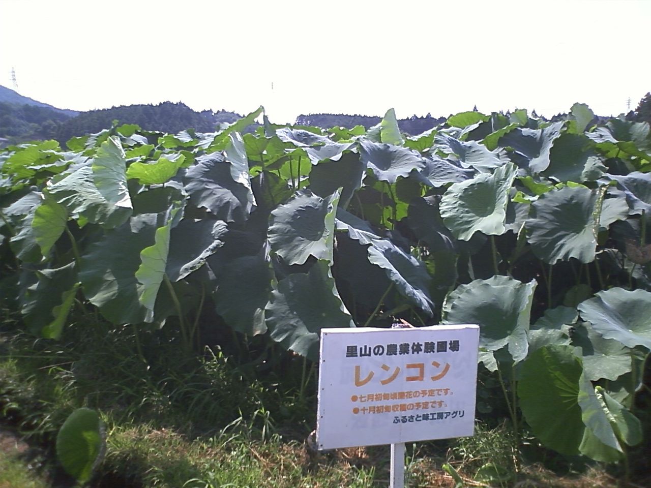 レンコンの葉っぱ 麦藁隊 ボスの部屋 二階 レンコンの葉っぱ 麦藁隊 ボスの部屋 二階