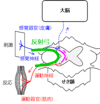 反射弓