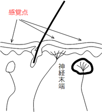 感覚点