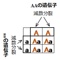 子