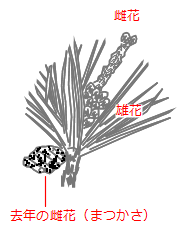 マツ