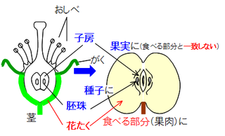 リンゴ