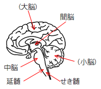 脳
