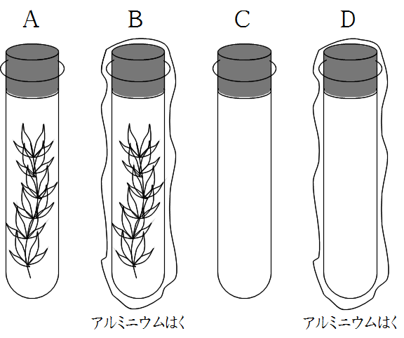 Science 植物 光合成と呼吸 ｂｔｂ溶液を使った実験 働きアリ