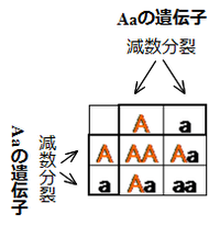 孫