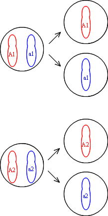子の減数分裂
