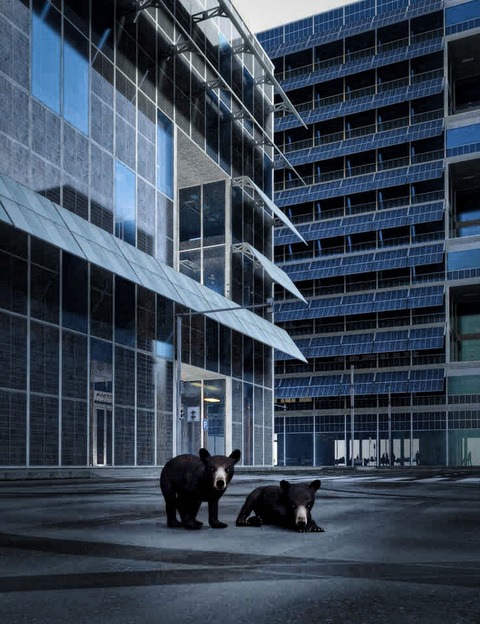 Anthropause (COVID-19)