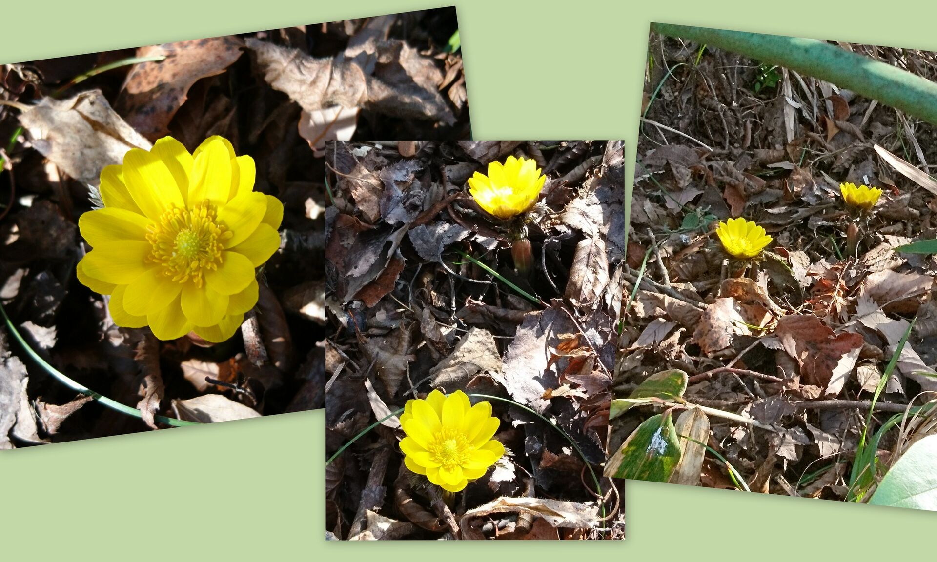 福寿草 幸せを招く花 咲く 森の中のアルルカン Arlequin 福寿草 幸せを招く花 咲く 森の中のアルルカン Arlequin