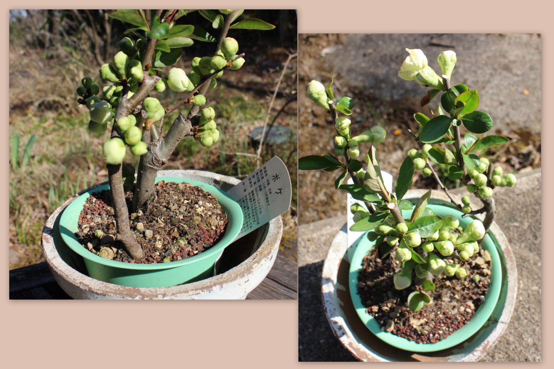 ボケ 白寿 と根比べ 森の中のアルルカン Arlequin