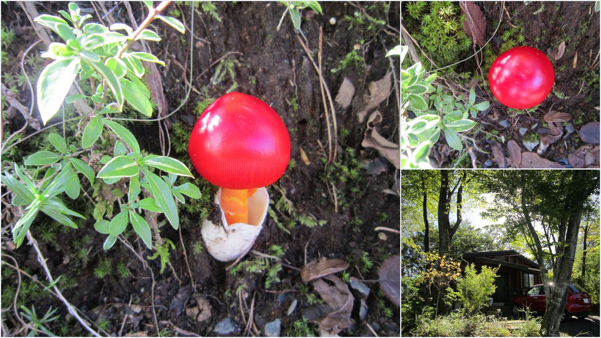 原爆の火の玉かキノコ雲か 森の中のアルルカン Arlequin