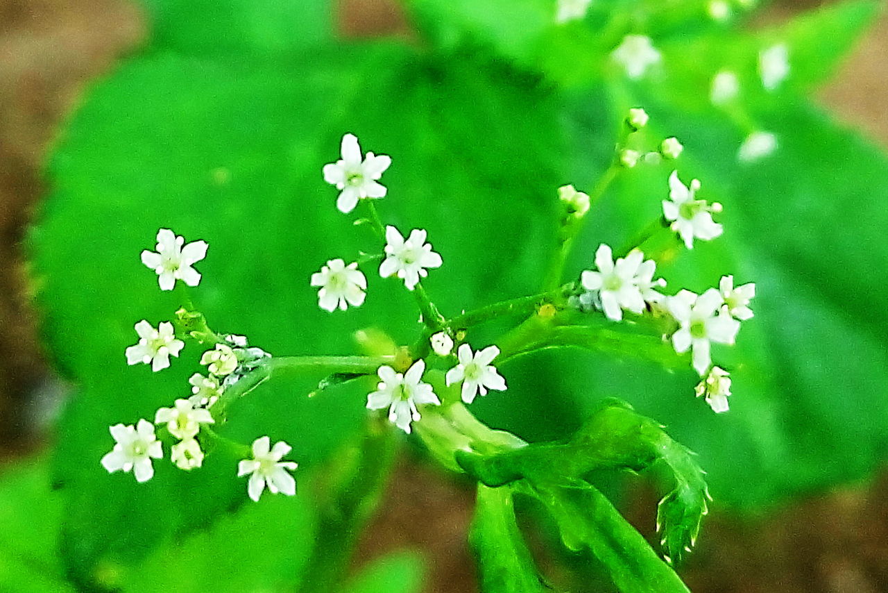 小さな世界 ミツバの花とセロリの花 奥行き１ｍの果樹園