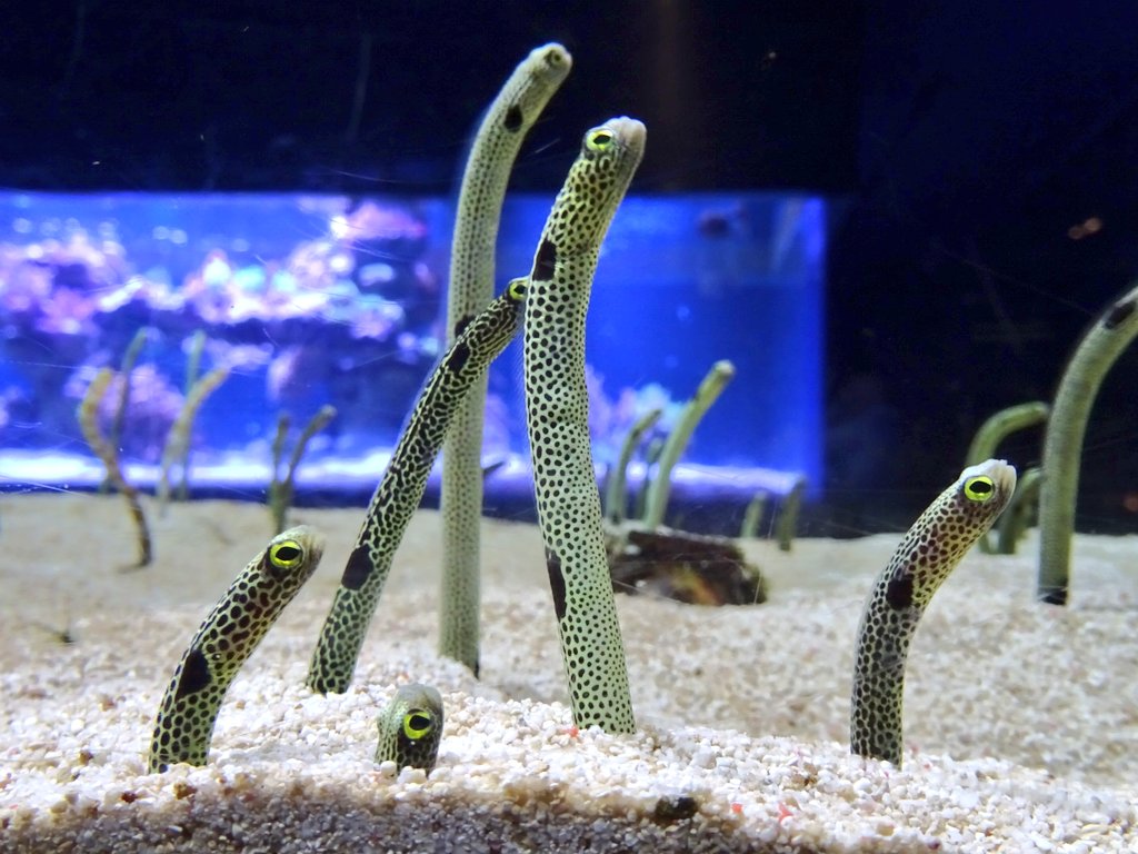 チンアナゴ 顔 見せ 祭り すみだ水族館のチンアナゴに異変が 3日 5日顔見せ祭りを開催
