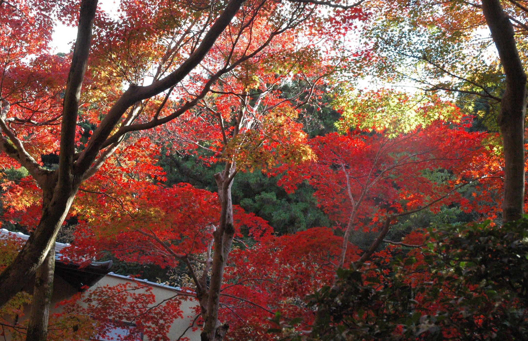 カエデと紅葉 もみじ とフウ 楓 の木 アロタン アロマテラピーの語源のお話