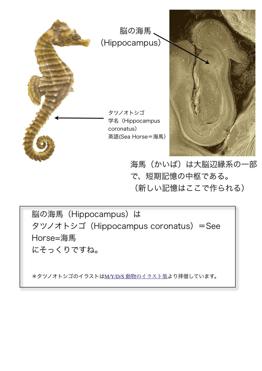 海馬とタツノオトシゴの関係 海馬の語源 アロタン アロマテラピーの語源のお話