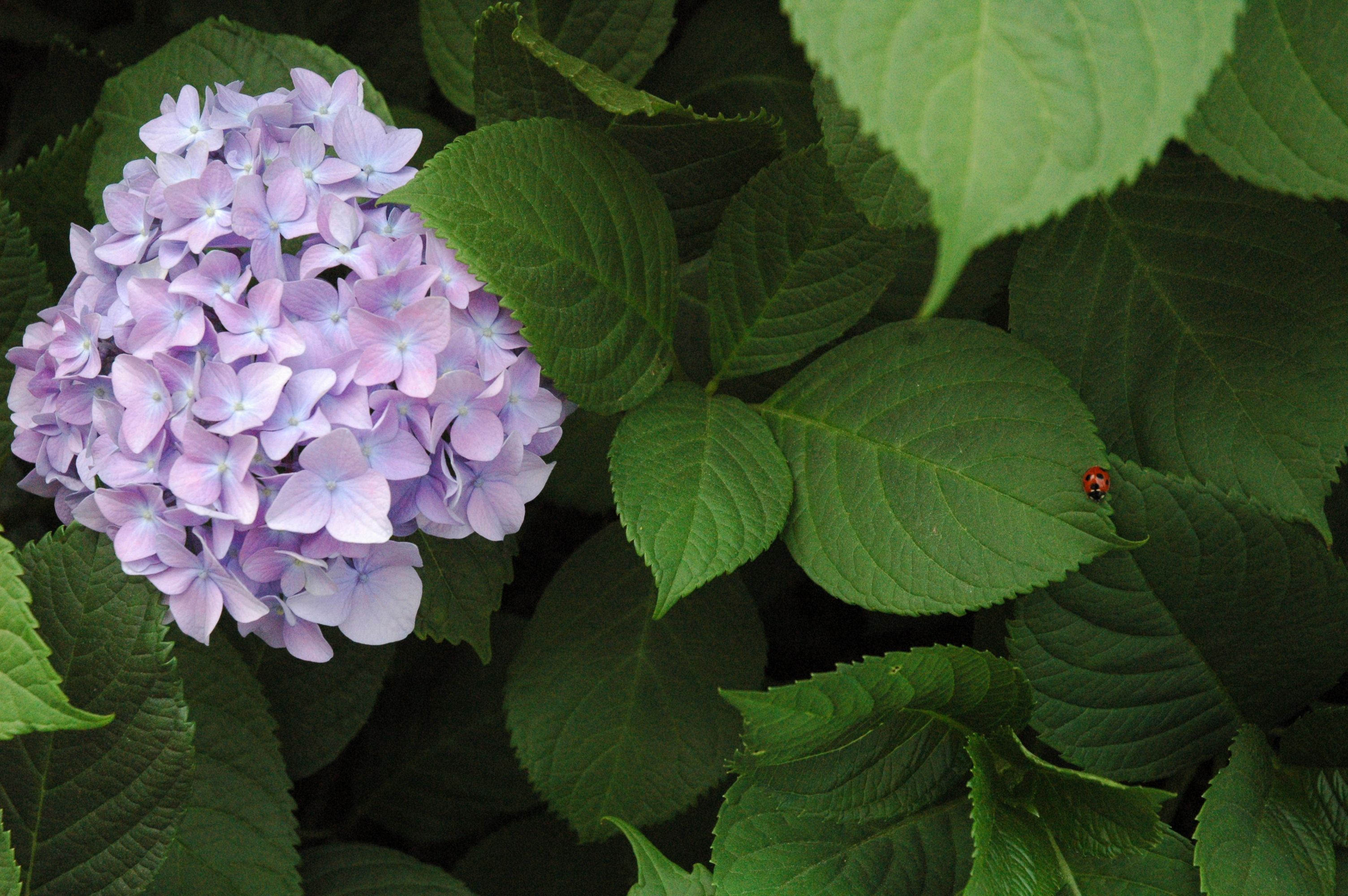 てんとう虫と紫陽花 梅雨の季節のお花 アロタン アロマテラピーの語源のお話