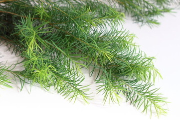 tea-tree