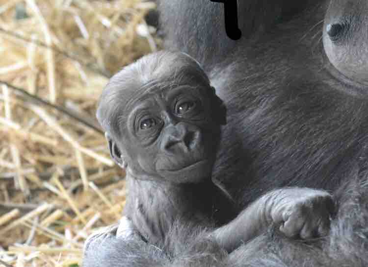にしごりらの赤ちゃんお披露目 名前は一般公募検討 京都市動物園 動物愛好net