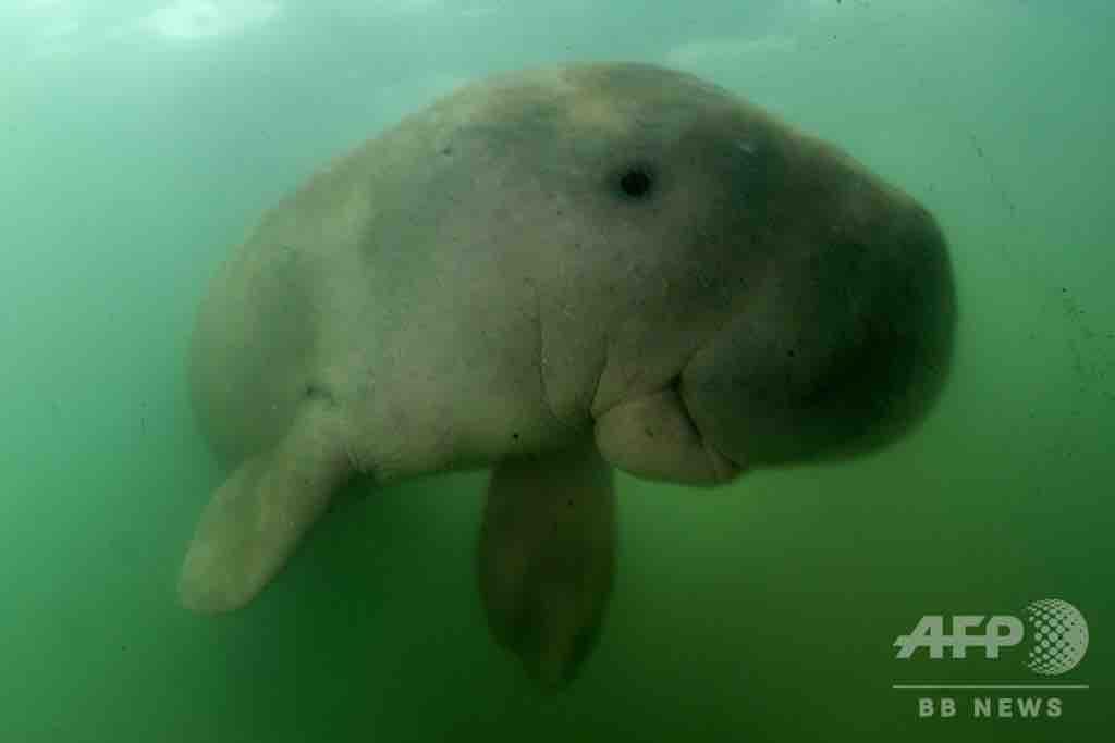 タイで人気集めたジュゴンの赤ちゃん死ぬ 腹部からプラスチックごみ 保護時 人間に頬ずりする可愛い姿赤ちゃんだった 動物愛好net タイで人気集めたジュゴンの赤ちゃん死ぬ 腹部からプラスチックごみ 保護時 人間に頬ずりする可愛い姿赤ちゃんだった 動物愛好net