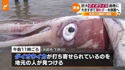 弱点 ダイオウイカ