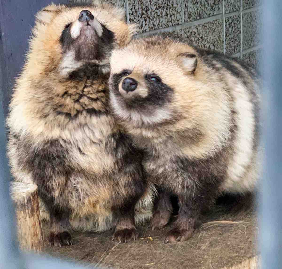 エゾタヌキ エゾタヌキ