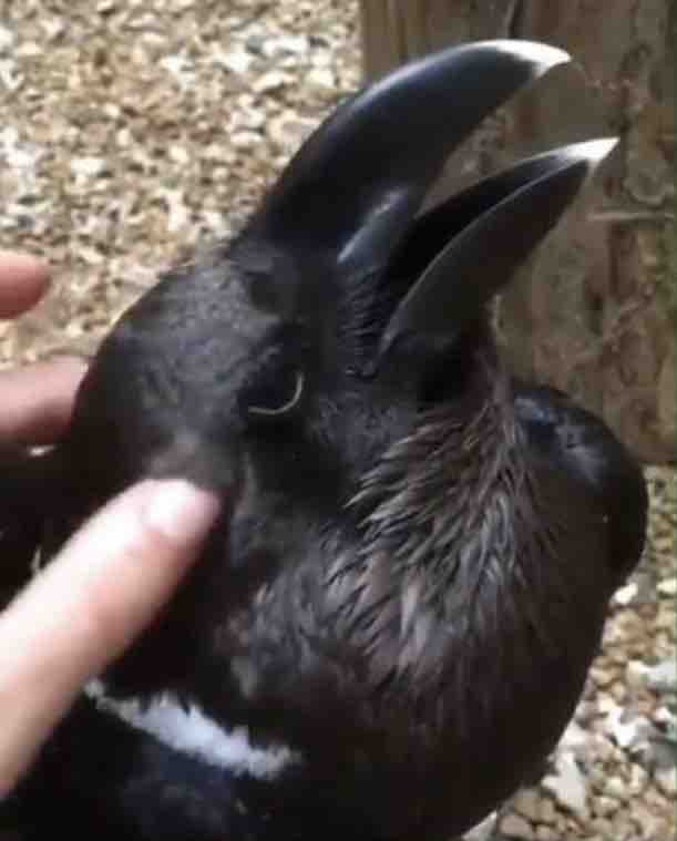 ぜいたくうさぎ 鳴き声 動画 すべての動物画像