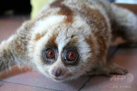 中国で保護された ムクムクとした謎の生き物 スローロリスと判明 動物愛好net