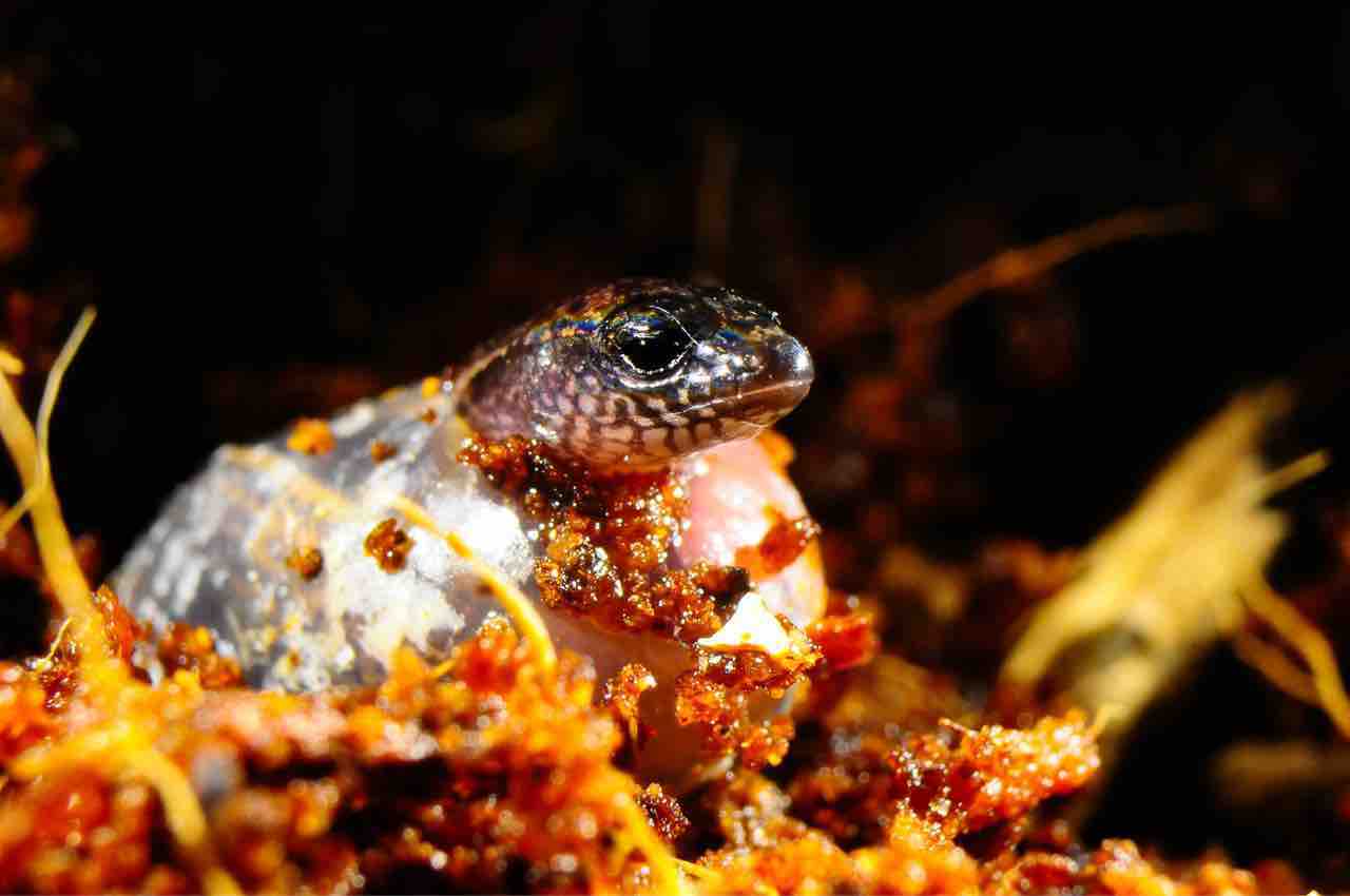 生物史上最も便秘なトカゲが見つかる 体重の約80 がうんこ 動物愛好net 生物史上最も便秘なトカゲが見つかる 体重の約80 がうんこ 動物愛好net