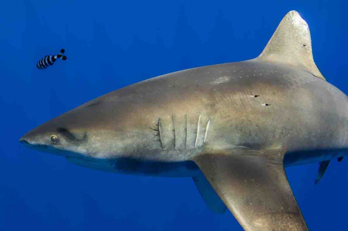 サメと巨大イカが対決 初の証拠 前代未聞 動物愛好net