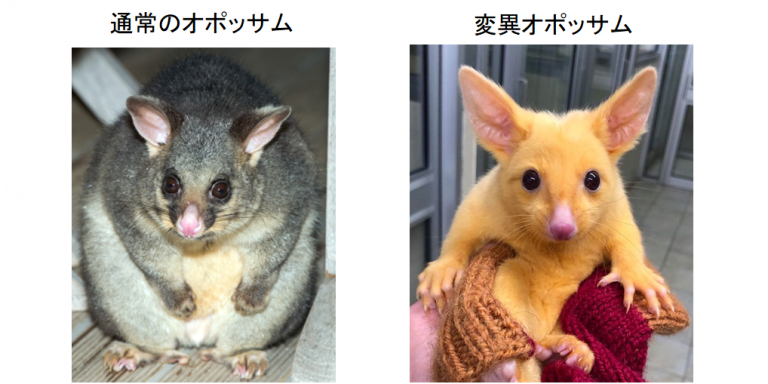 ピカチュウそっくりな謎の動物がゲットされる 黄色く輝く ネズミ の正体は 動物愛好net ピカチュウそっくりな謎の動物がゲットされる 黄色く輝く ネズミ の正体は 動物愛好net