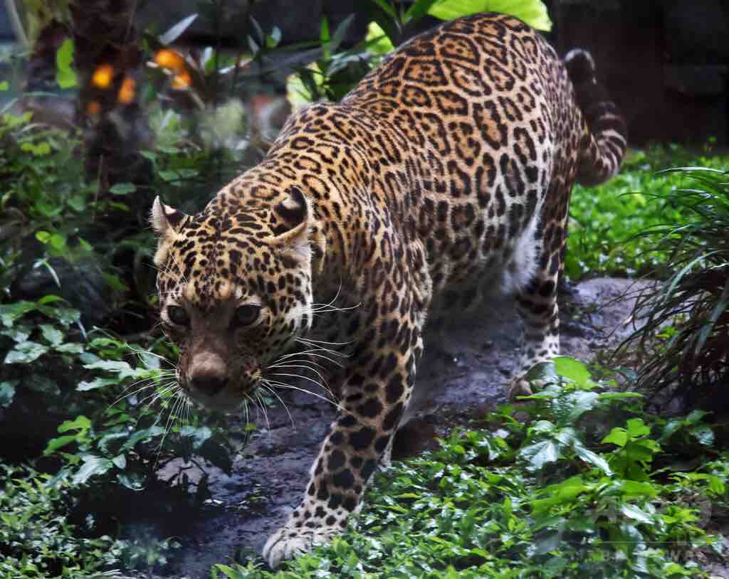 2年越しの調査で絶滅危惧種ジャワヒョウ10頭確認 インドネシア 保護政策が課題に 動物愛好net 2年越しの調査で絶滅危惧種ジャワヒョウ10頭確認 インドネシア 保護政策が課題に 動物愛好net